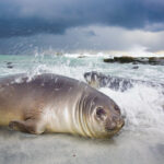 Elephant Seal in the storm